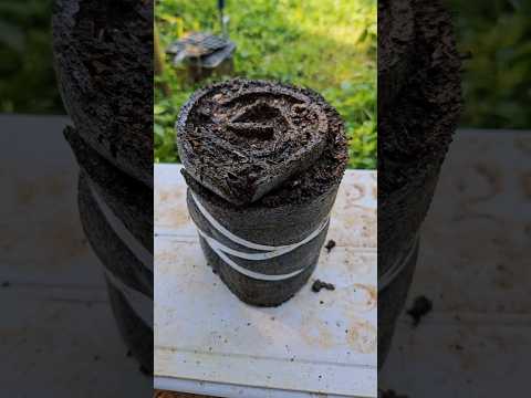 പാതി വിജയിച്ച Seed Snail roll #shorts #farming #cucumber #vegetables #malayalam #seedsnailroll