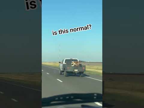 On the Highway??? #fypใท #youtubeshorts #dog #truck