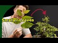 Bonsai Care and Leaf Management