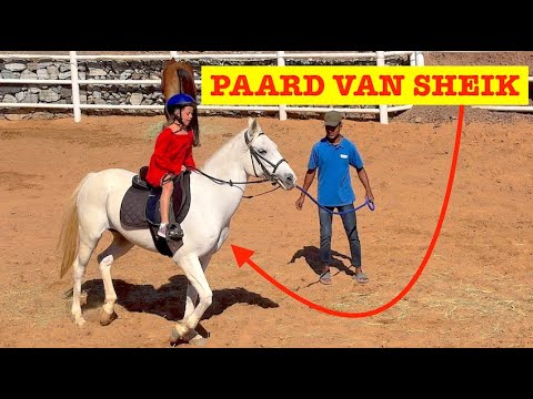 Voor Het EERST PAARDRIJDEN Op Een KONINKLIJK PAARD 👑 🐎( Sheik Dubai! ) | Bellinga Vlog #3309