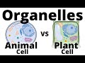 Cell Organelles and Their Functions