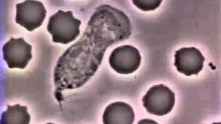 Leukocyte chasing a bacterium
