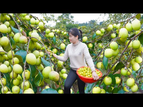 Use New Motorbike To Harvest Many Sweet Apples To Sell People - Living With Nature | My Bushcraft