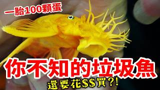 異形魚／垃圾魚💥真實飼養教學大揭密 Pleco Fish Care. Real Care Tips About “Tank Cleaners” Algae Eater. sucker fish.