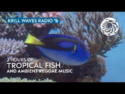 2 Hours of Tropical Fish to Relax/Study To | Reggae Music | Monterey Bay Aquarium Krill Waves Radio