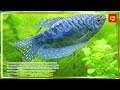 Aquatic Ecosystem Concepts Assessment