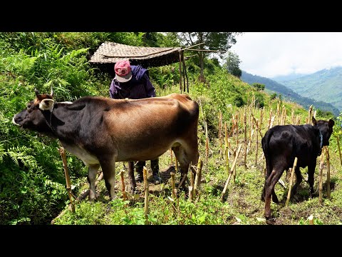 village life in the lap of nature || Rural Nepal Quest @ruralnepalquest