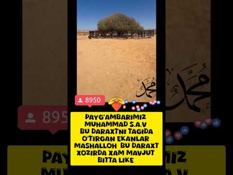 Muhammad s.a.v ♥️ #shortvideo #iclamic #shortsviral #instagram