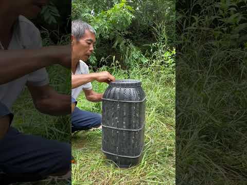 Unbelievable Eel Catch in River Trap 😱🎣 #Fishing #EelCatch #FishTrap #RiverLife #Shorts