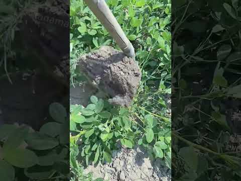 Cara menanam kacang tanah dengan benar dan hasilnya memuaskan #shorts