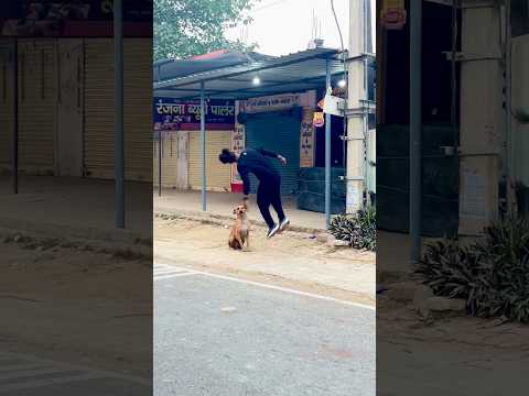 Dog Ko Flip 🤸🏻Achha Laga Aap Loga Ko Flip Achha Laga Hai To Ek Like Kar Do Please🙏#flip #support