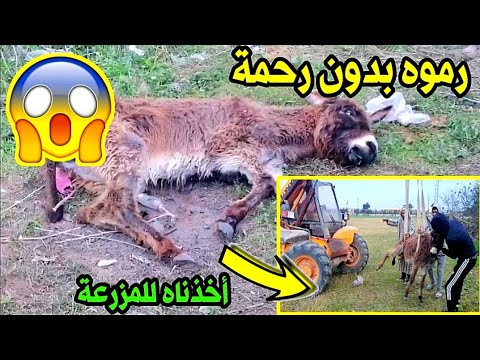 رماه أصحابه بدون أكل أو شرب لمدة أيام ولم يعلموا أنه سيذهب معنا إلى المزرعة❤️ شاهد كيف أنقذناه🥺😭