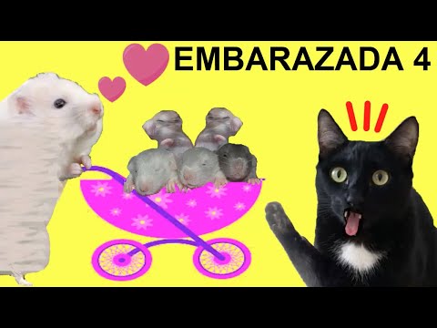 Gatos Luna y Estrella ¿Quién esta embarazada? CAP 4 Mini hamsters / Videos de gatitos