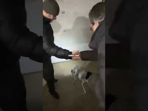 Понимают ли Роботы Людей😂 #парадеевич #хазяева #кореш