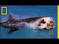 Understanding Bull Sharks