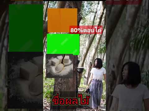 ง่ายๆลองเล่นดูไบ้คำจากภาพสวนยางพาราfunnyยางก้อนถ้วย