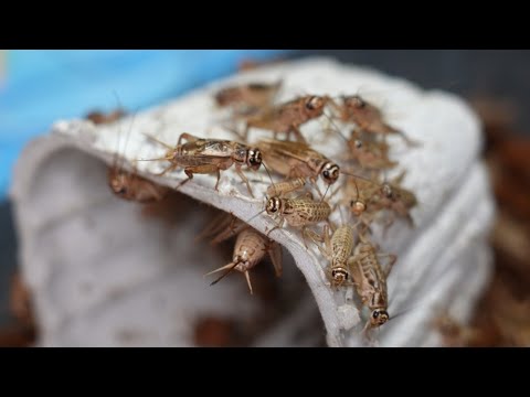 コオロギの飼い方/繁殖方法（ヨーロッパイエコオロギ・クロコオロギ・フタホシコオロギ）