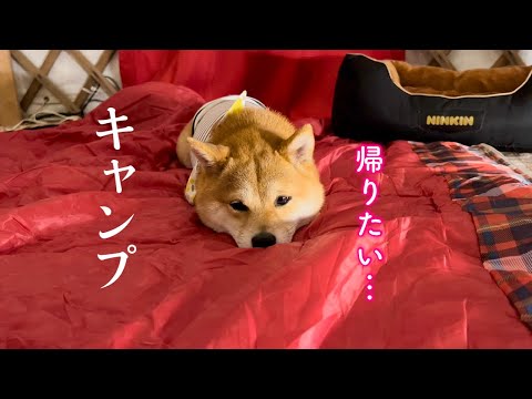 2度目のキャンプでとうとう泣き出してしまった柴犬…