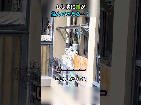 もし隣に猫が住んでいたら…？#猫 #猫動画 #猫のいる暮らし