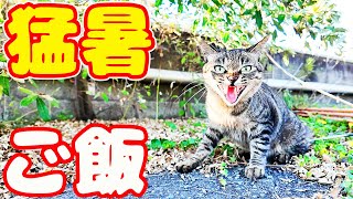 猛暑日に猫たちにご飯をもっていくと・・・ さくらねこたちへのエサやり プラダちゃんとキジトラ猫