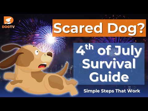 More Dogs Run Away on July 4th Than Any Other Day—Here’s How to Stop It