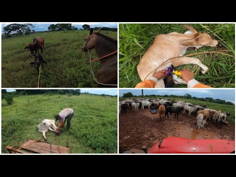 BUSCANDO BOI DOENTE DE TRATOR| LAÇANDO BEZERROS NOVOS PARA CURAR 🤠| ROTINA DO MARIDÃO