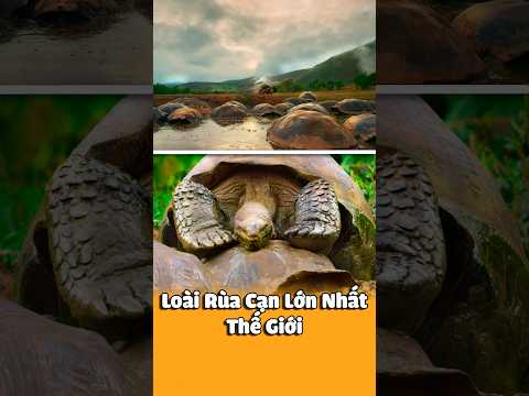 Khám Phá Loài Rùa Cạn Lớn Nhất Thế Giới: Rùa Galapagos.