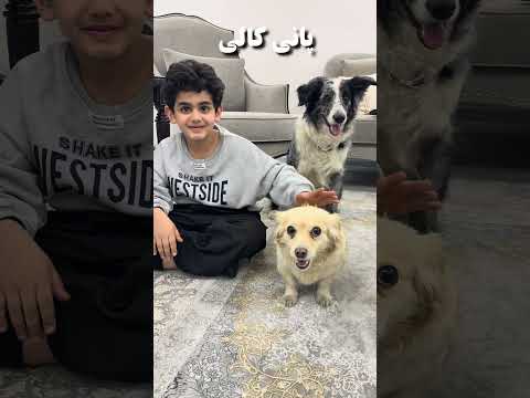 پانی کالی سگ تربیت شده سگ فرمان پذیر تربیت سگ آموزش سگ مربی سگ