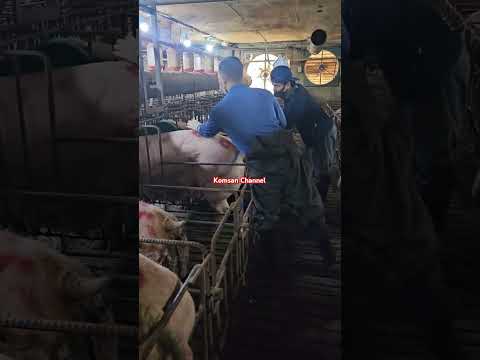 Pig🐖 Farm in Korea #viral #pig#video#pigsisbeautiful#shortvideo#piglet#subscribe#shots#shorts9:23pm