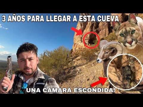 Cueva De Pumas Alto En Las Montañas