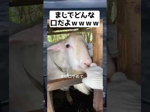 その角度もやめろwww #shorts #面白い #tiktok