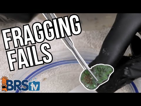 8 Coral Fragging Mistakes Reefers Should AVOID!