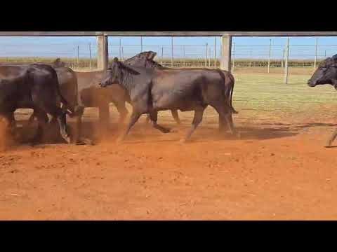 LOTE 34