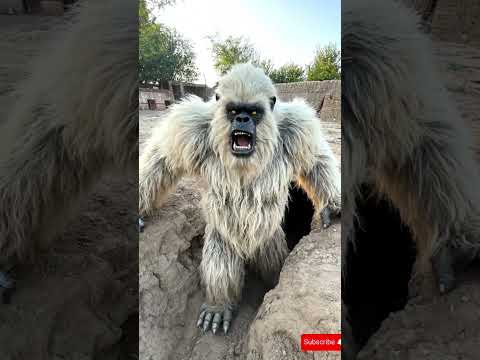O que o macaco fez com o gorila? #komododragon #gorilla #yeti