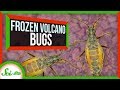Wēkiu Bug and Its Unique Habitat