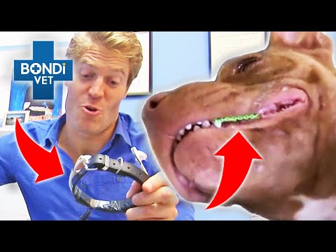 Bondi Vet’s Most Unorthodox Treatments! 🤯 | Bondi Vet Compilations | Bondi Vet