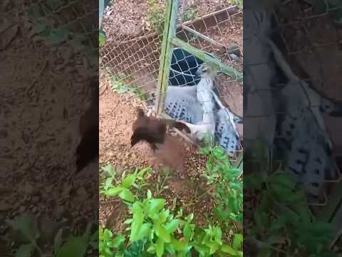 Manok Nadakma ng Aguila pag daan #KaBungkor