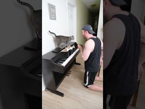 Cat Gets Piano Lessons