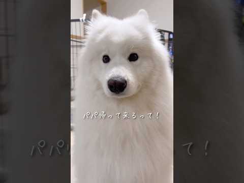大好きなパパの帰宅を知らせた時の大型犬の反応が可愛すぎる #サモエド #samoyed #癒し動画