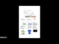Photosynthesis and Respiration Review Challenge