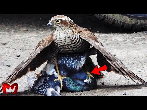 PERTARUNGAN HEWAN BUAS DI ALAM LIAR TEREKAM KAMERA 😬 Pertarungan Hewan Paling Gila..!!