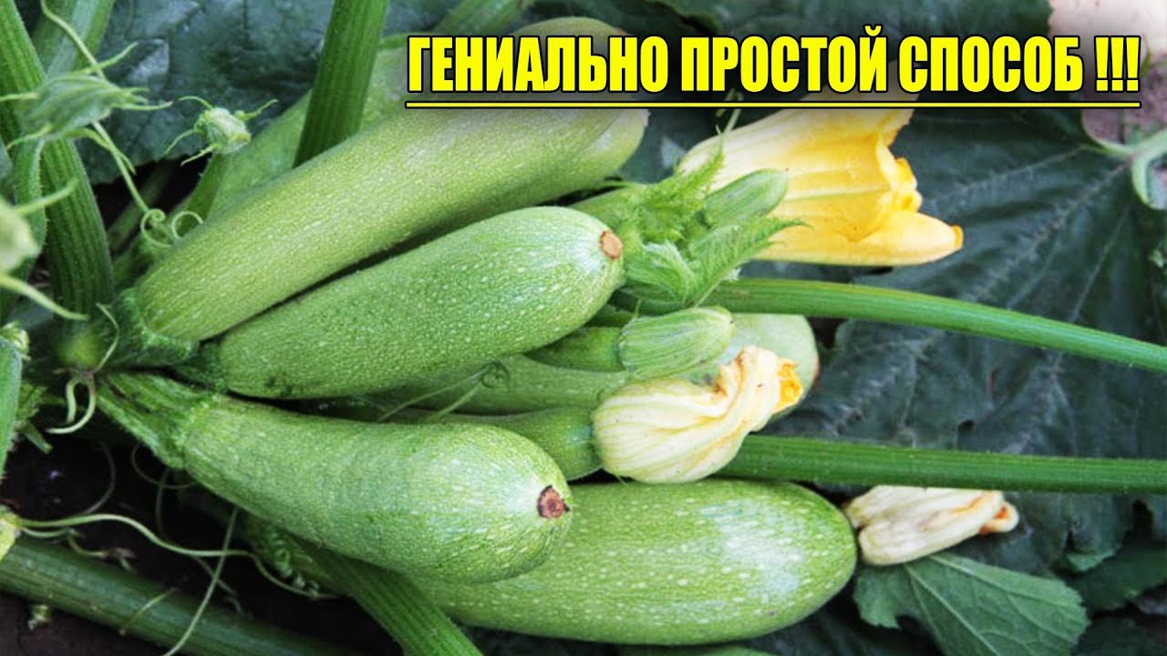 Кабачкиузнайте о самом урожайном способе выращивания