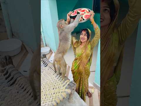 Babu ki amazing funny watermelon party ๐๐คฃ๐ #monkeyclip #funnyclip #monkeychallenge