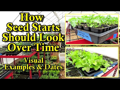 A Visual Tour of Garden Seed Starts and What Size They Should Be at Different Periods of Growth