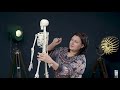 Anatomia și Funcțiile Scheletului Uman