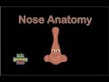 Exploring Nose Anatomy Through Song