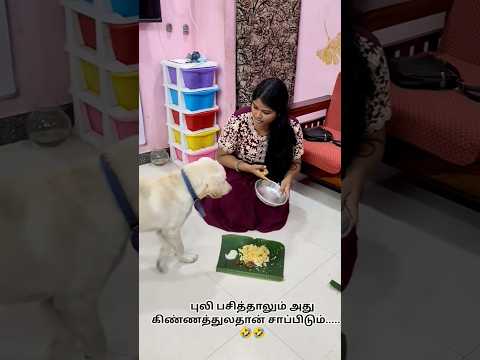 ராஜ விருந்தாயிருந்தலும் என் கிண்ணத்துல தான் சாப்டிடுவேன்.... #labrador #petshub #dog #arakkonam