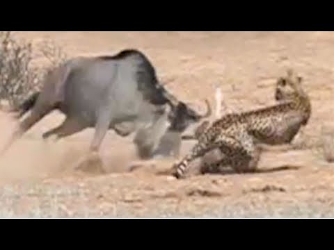Underdogs of the Wild: Squirrel vs Cobra & More Shocking Comebacks!