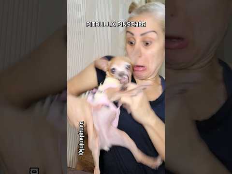 PITBULL X PINSCHER #comedia #humor #chihuahua #pinscher #dog #pet #pitbull #pitbulldog