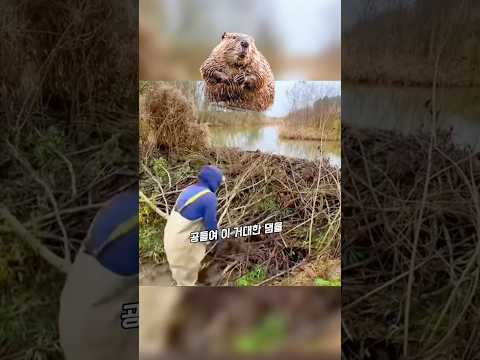 거대한 비버댐을 파괴하는 이유